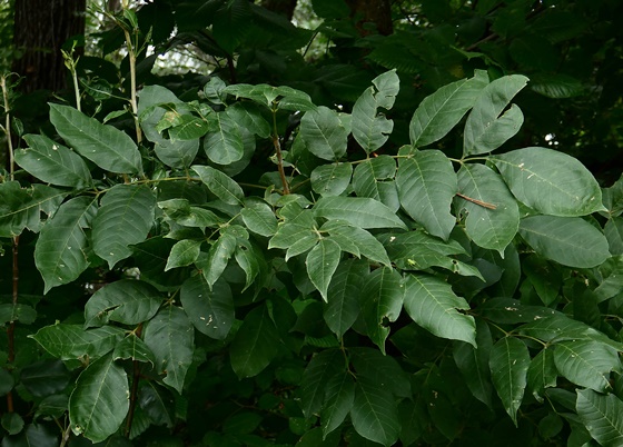 {Fraxinus biltmoreana}